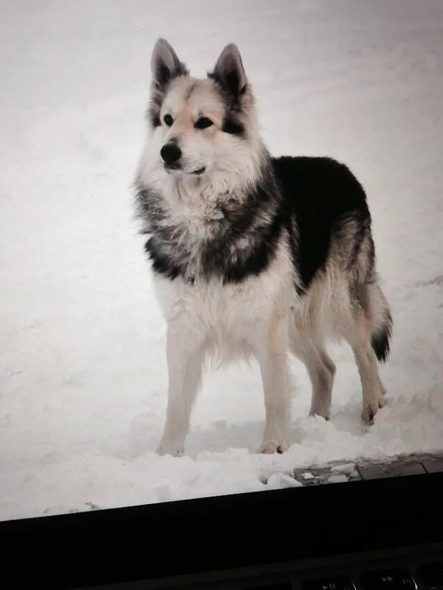 Impression aus dem Einsatz der Tirol Security